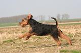 WELSH TERRIER 072